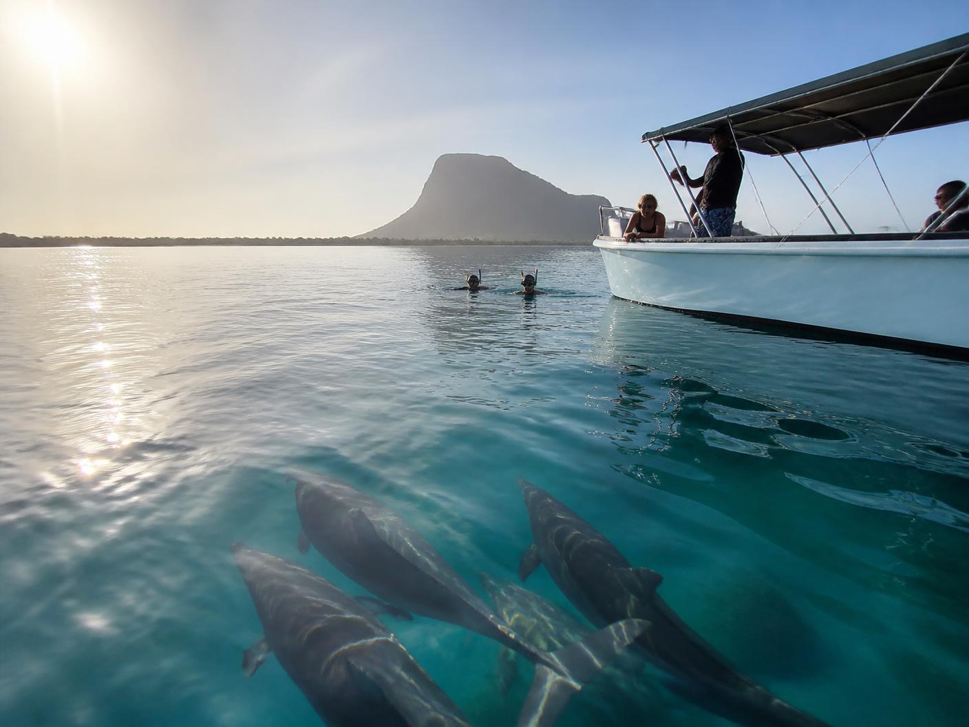 Benitier Island & swim with dolphins