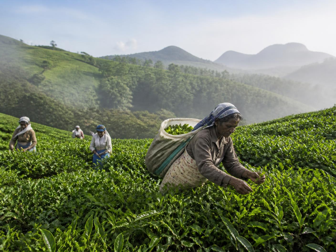 Bois Chéri Tea Estate