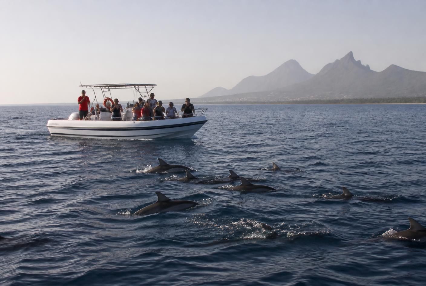 Speed Boat — Dolphin & Crystal Rock