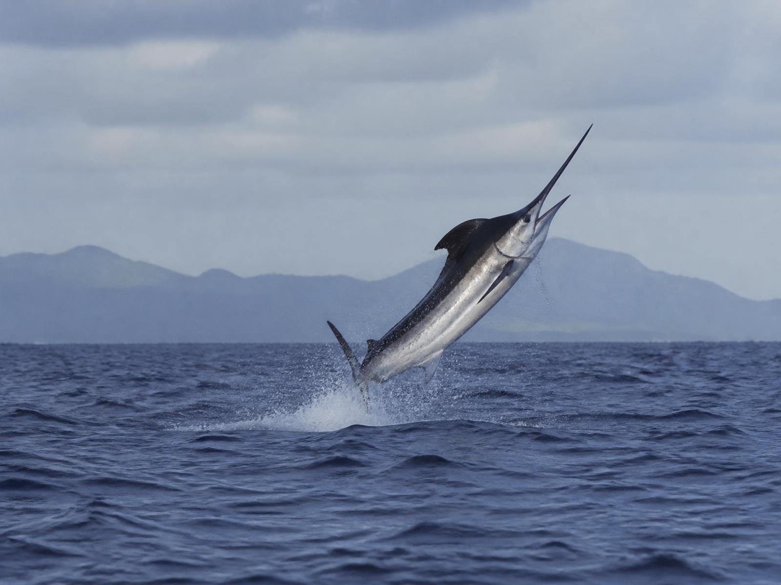 Big Game Fishing