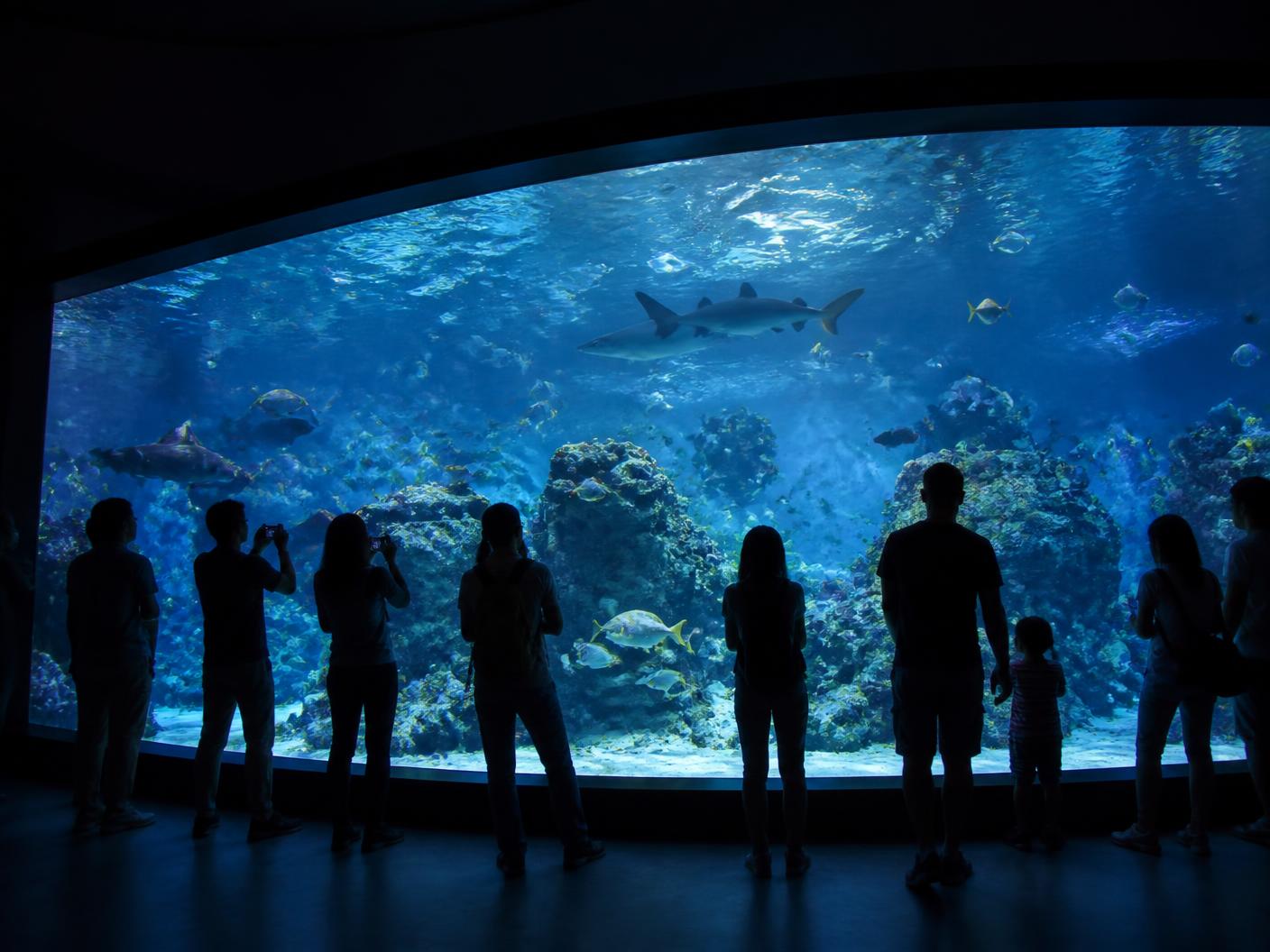 Odysseo Aquarium