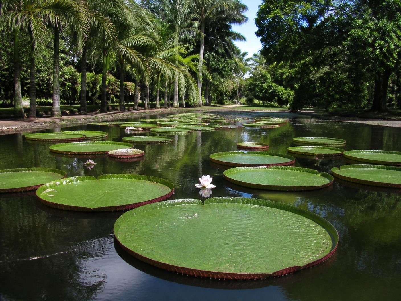 Pamplemousses Botanical Garden