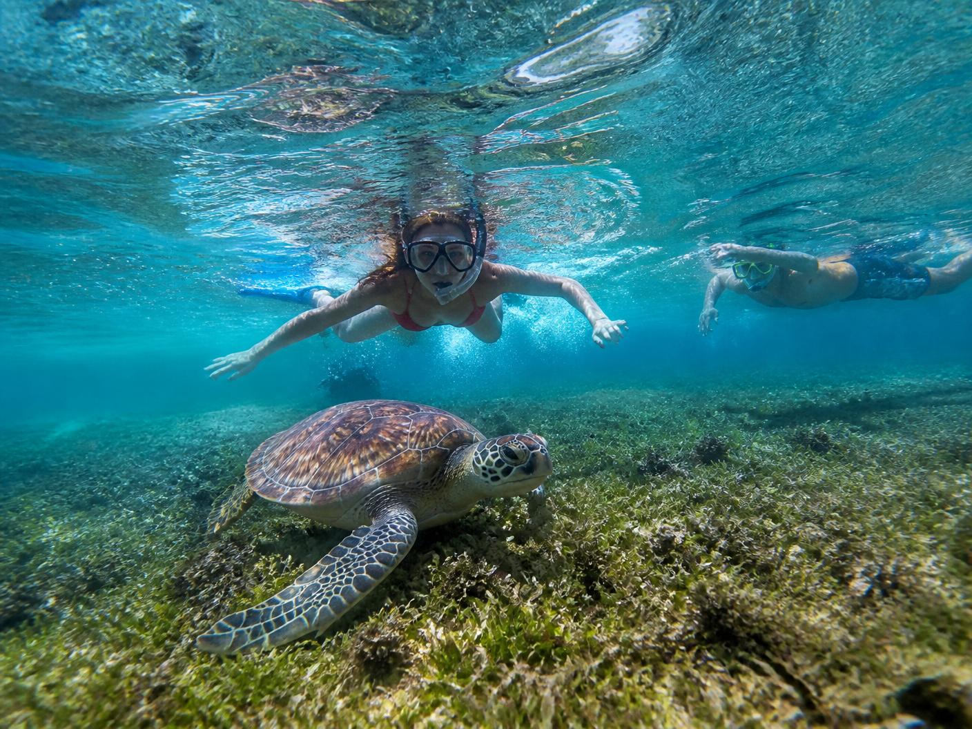 Swim with turtles — Trou aux Biches