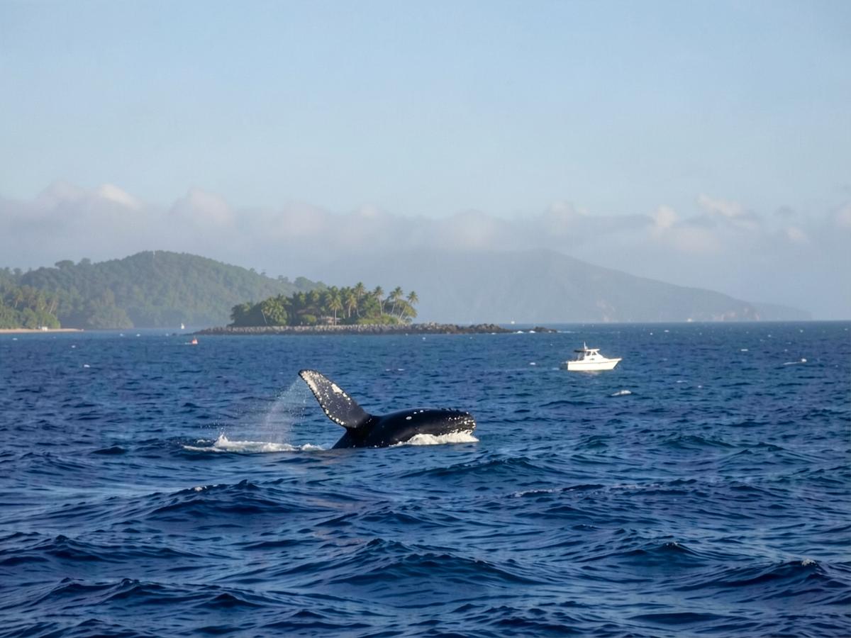 Whale watching — Flic en Flac or Tamarin