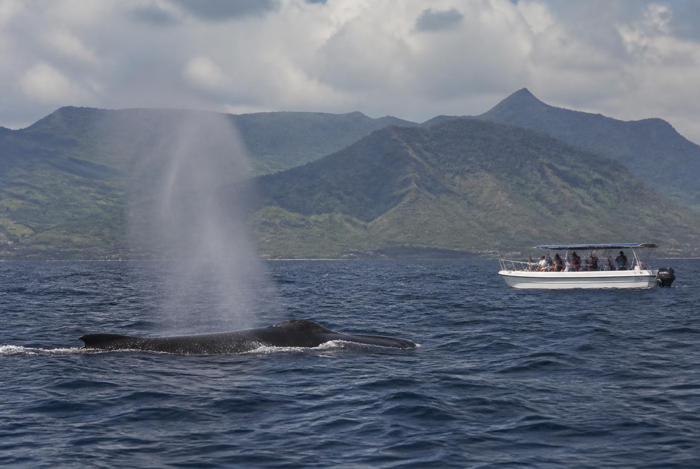 Whale Watching & Swimming — Flic en Flac or Tamarin